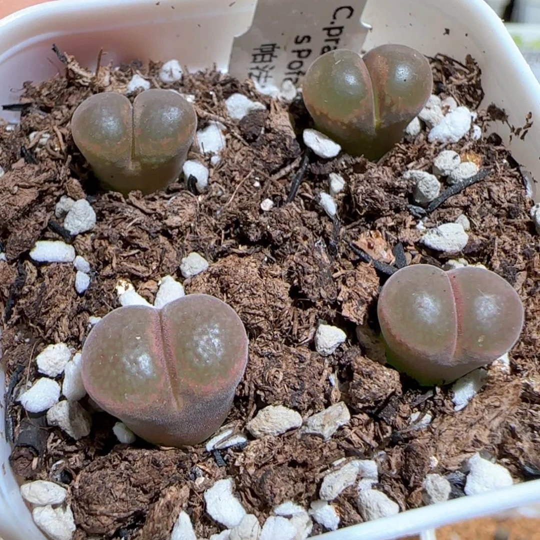 肉锥多肉植物百科1771一盆