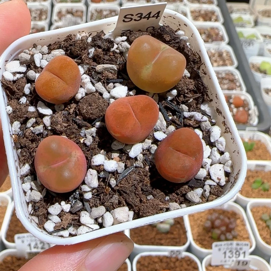 肉锥多肉植物百科1428一盆