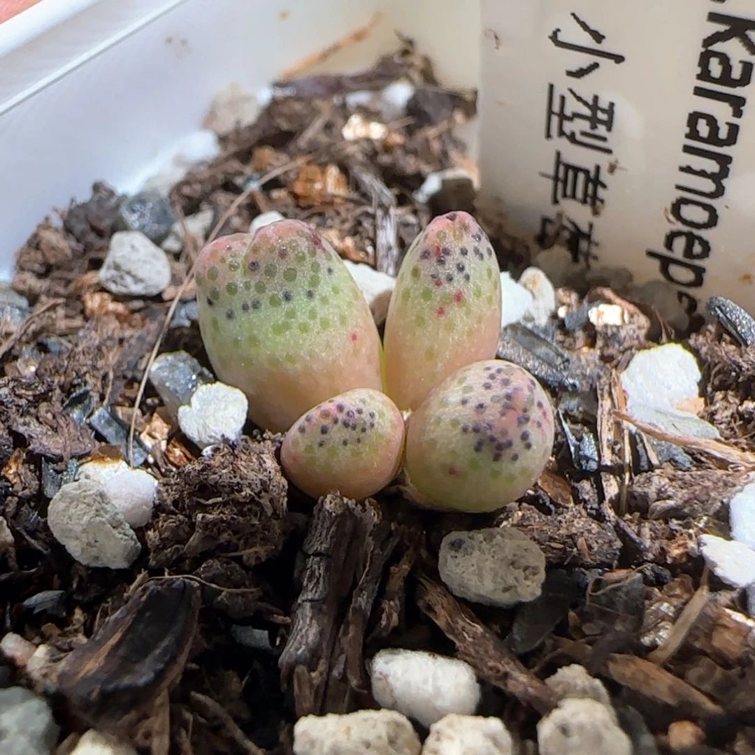肉锥多肉植物百科1639