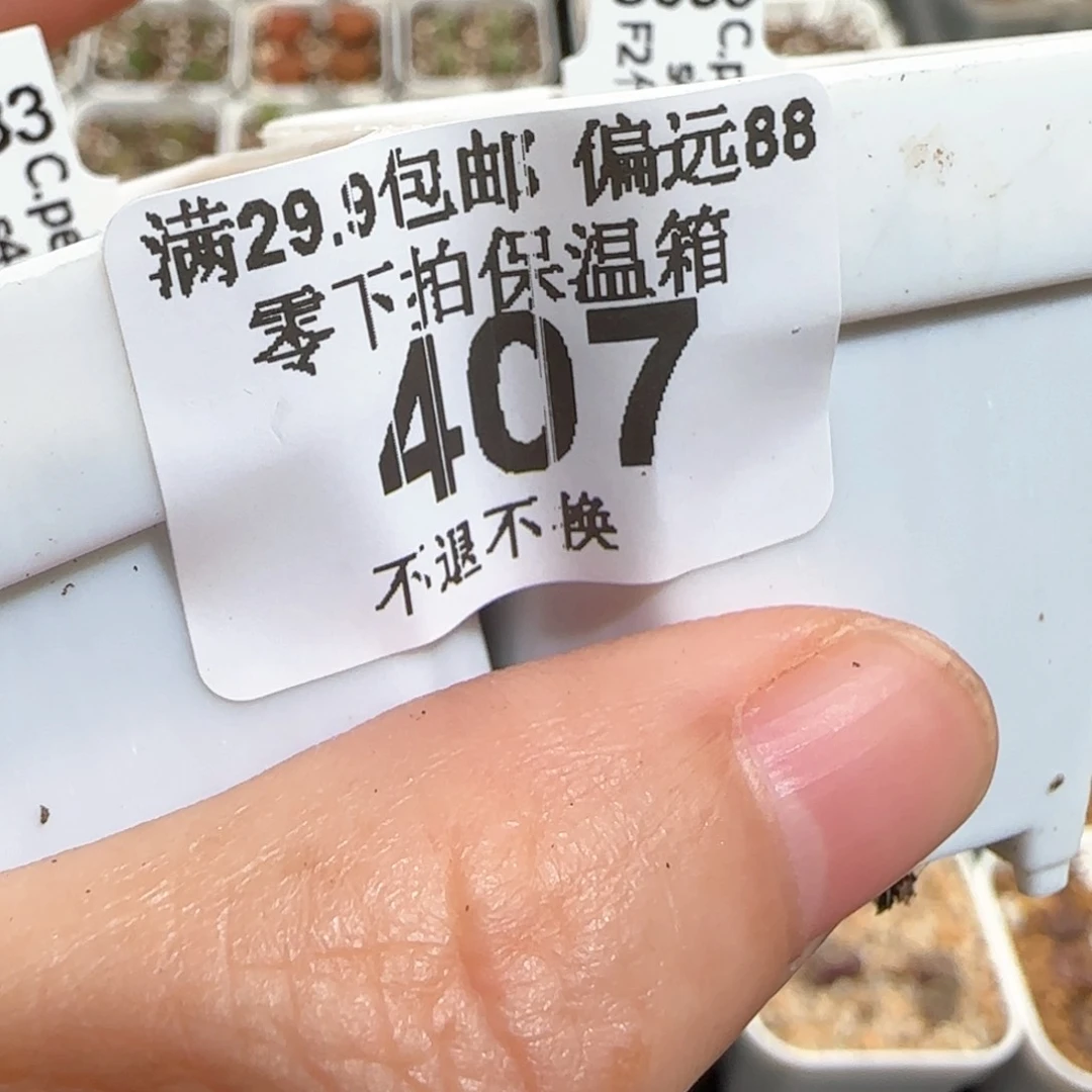 肉锥多肉植物百科407从宝