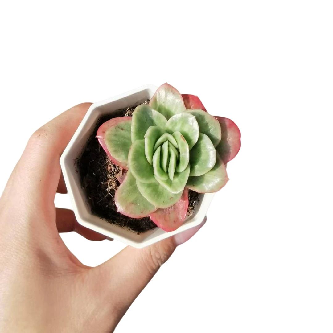 冰玫瑰  满9.99包邮 多肉植物 新手好养好活 阳台庭院必备