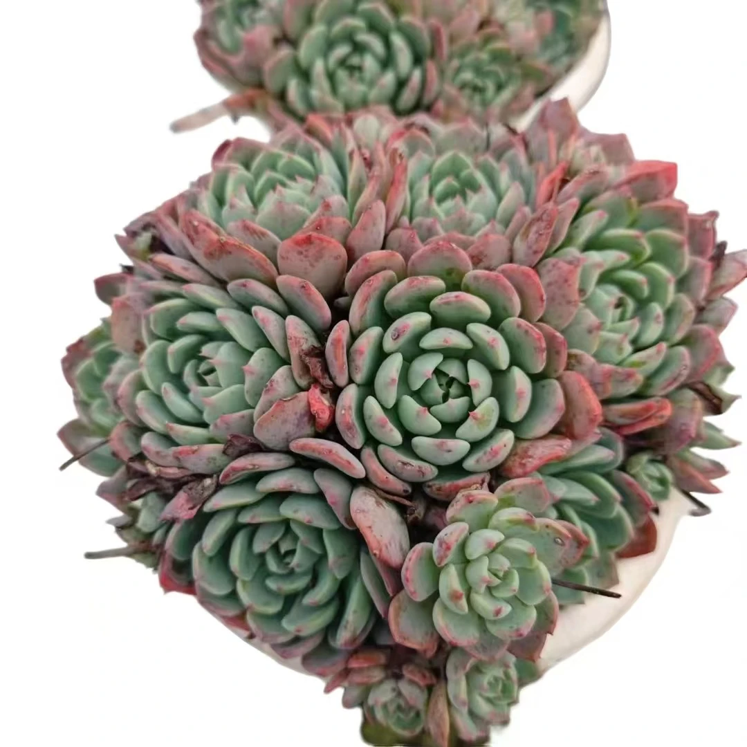 娜娜小勾   多肉植物 新手好养好活 阳台庭院必备