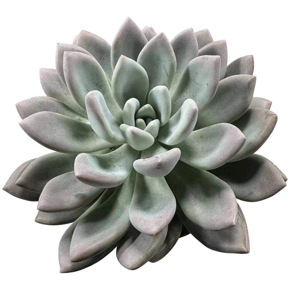 奥普    满 多肉植物 新手好养好活 阳台庭院必备