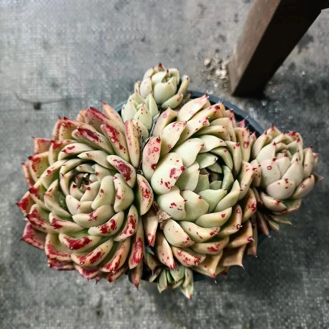 红曼巴 多肉植物 新手好养好活 阳台庭院必备