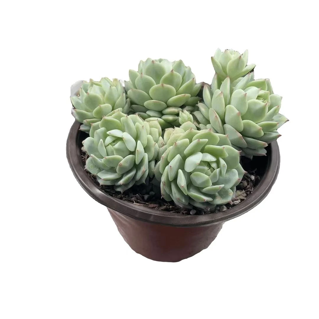 静夜  满9.99包邮 多肉植物 新手好养好活 阳台庭院必备