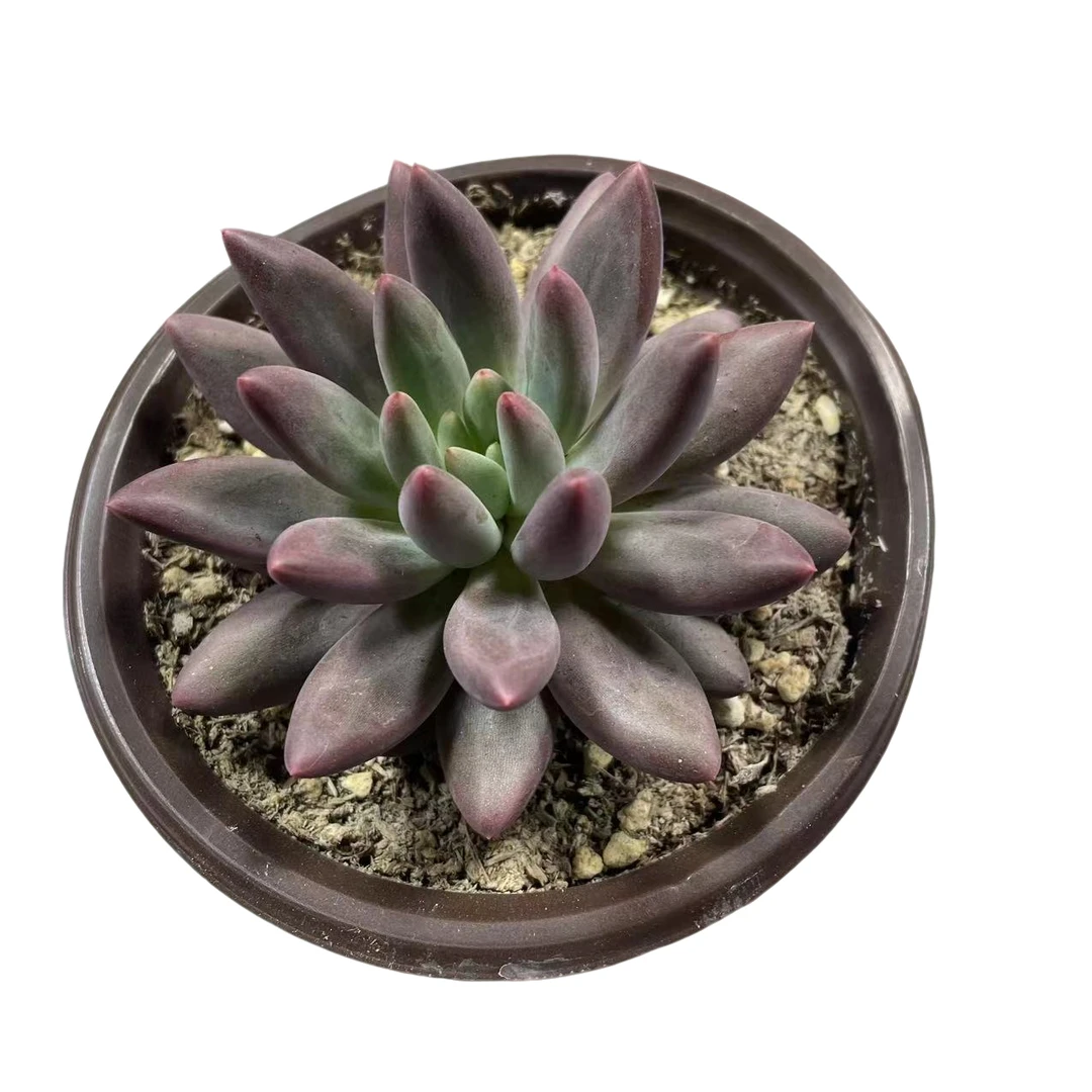 红蜻蜓 满9.99包邮 多肉植物 新手好养好活 阳台庭院必备