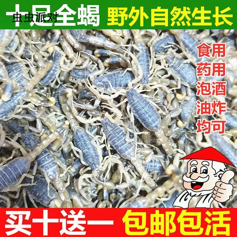 鲜蝎子南阳十足全蝎羊蝎子食用功效毒蝎子宠物泡酒药用包邮