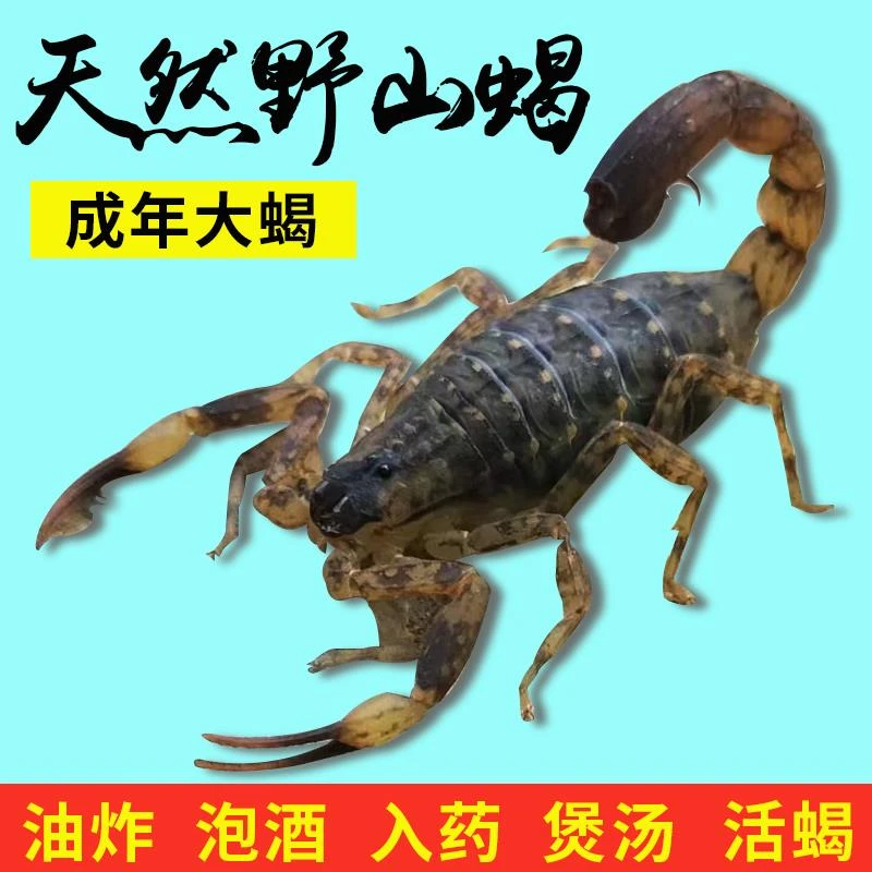 天然野性十足正宗蝎子全蝎蝎子活煲汤入药油炸泡酒食用药用营养