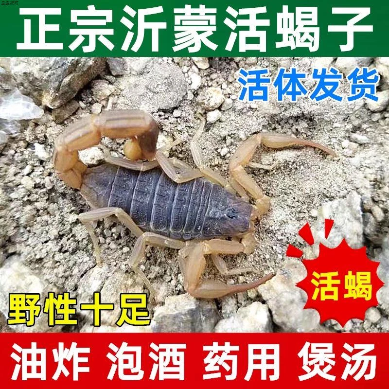 蝎子活体蝎子大蝎子沂蒙山十足全蝎可食用蝎子大号蝎子药用泡酒