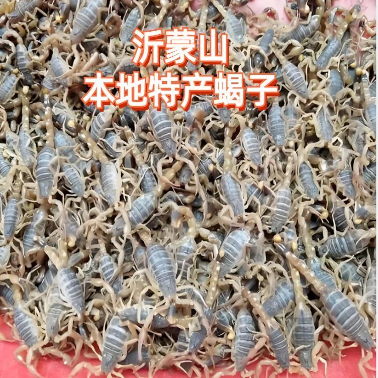 沂蒙山食用蝎子宠物野性十足全蝎可泡酒油炸煲汤入药全虫昆虫