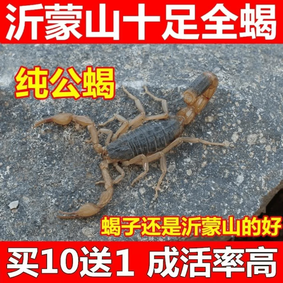 蝎子沂蒙山十足蝎子泡酒油炸煲汤药用超大蝎子10送一包邮