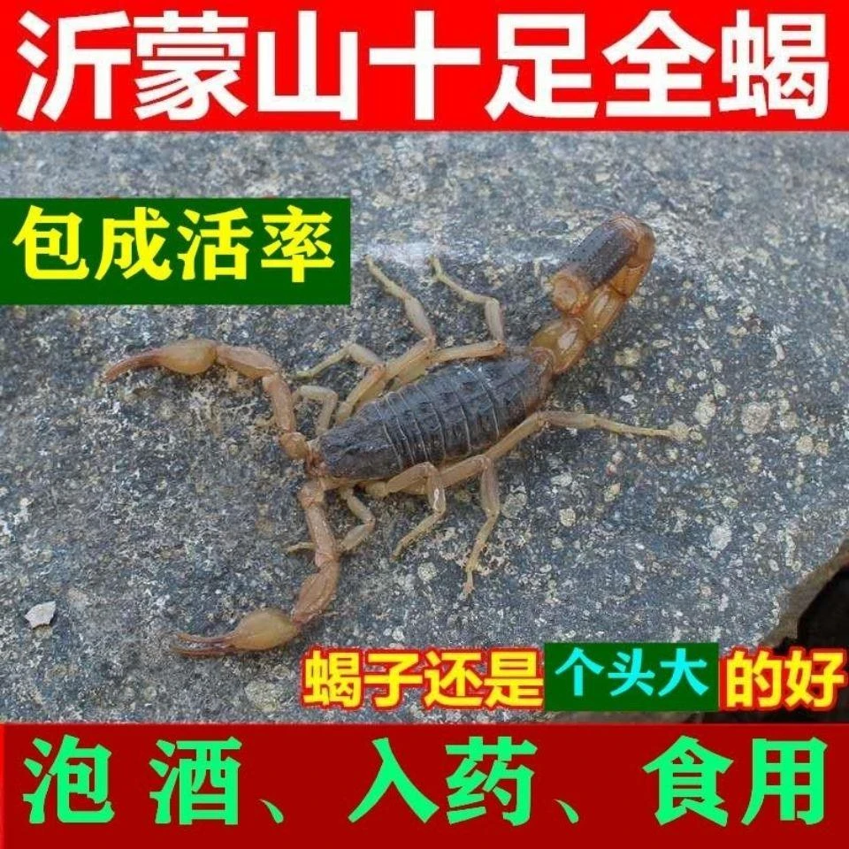 蝎子沂蒙山食用特产蝎子零食十足全蝎可泡酒油炸煲汤全虫昆虫包邮