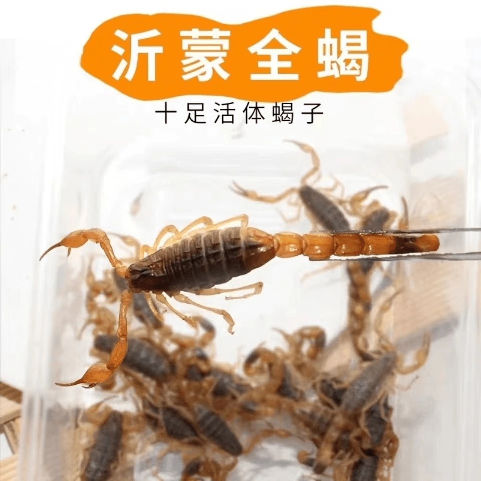 【伏牛山十足全蝎】全蝎子鲜活顺丰包邮可油炸可煲汤可泡酒美味包邮