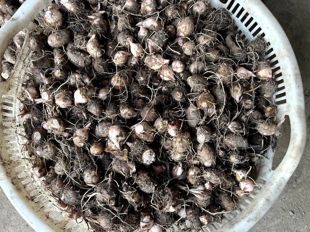 仙居村姑农产品---芋艿