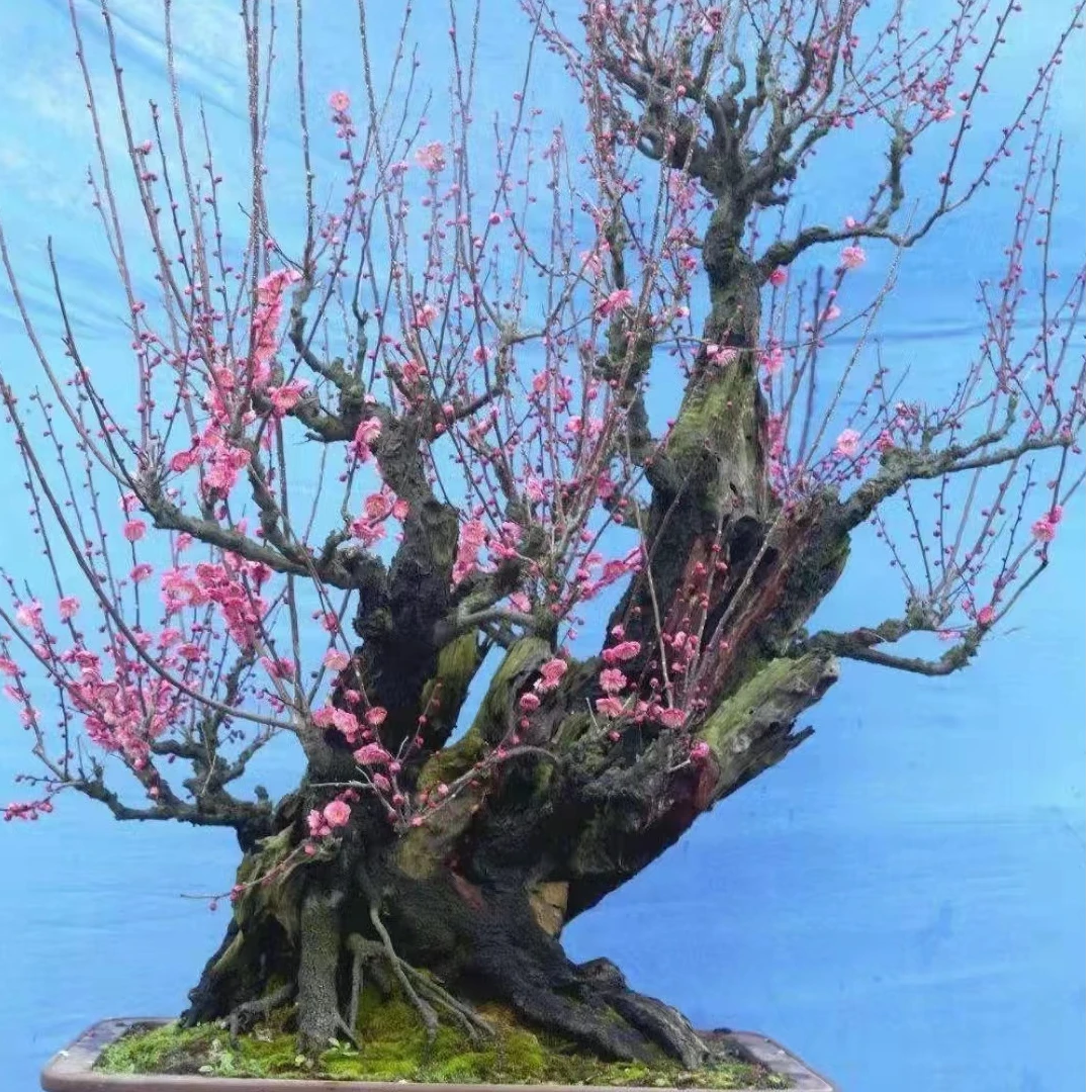 原生古美造型老桩