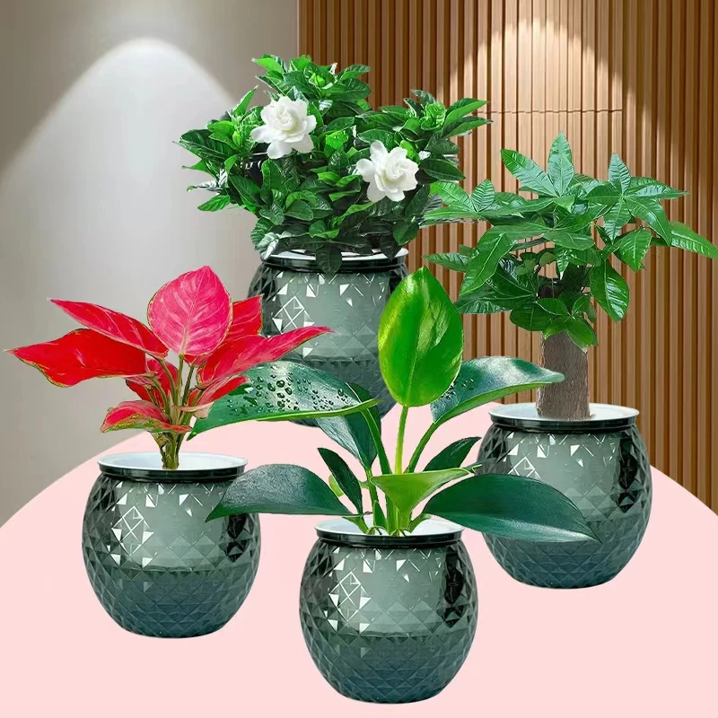 【新疆包邮】水培绿植四件套家居净化空气发财树金钻栀子花