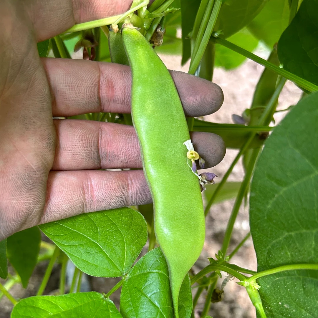 东北新鲜现摘油豆角九月青（大小混发）冒泡豆角