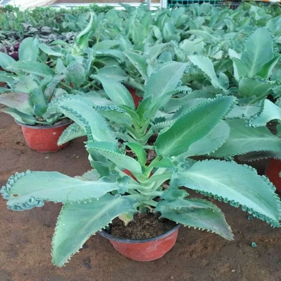 宽叶不死鸟落地生根多肉植物蕾丝公主春季绿色很好养殖散光