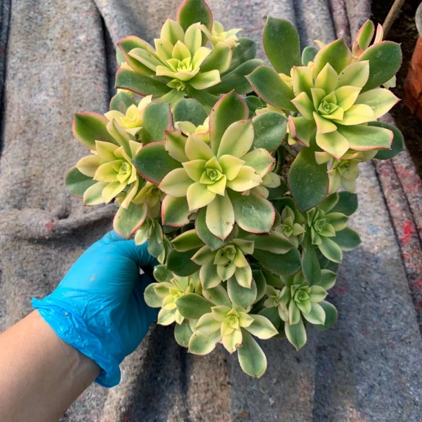 艳日辉多肉植物多头群生老桩新手好养美观基地直发