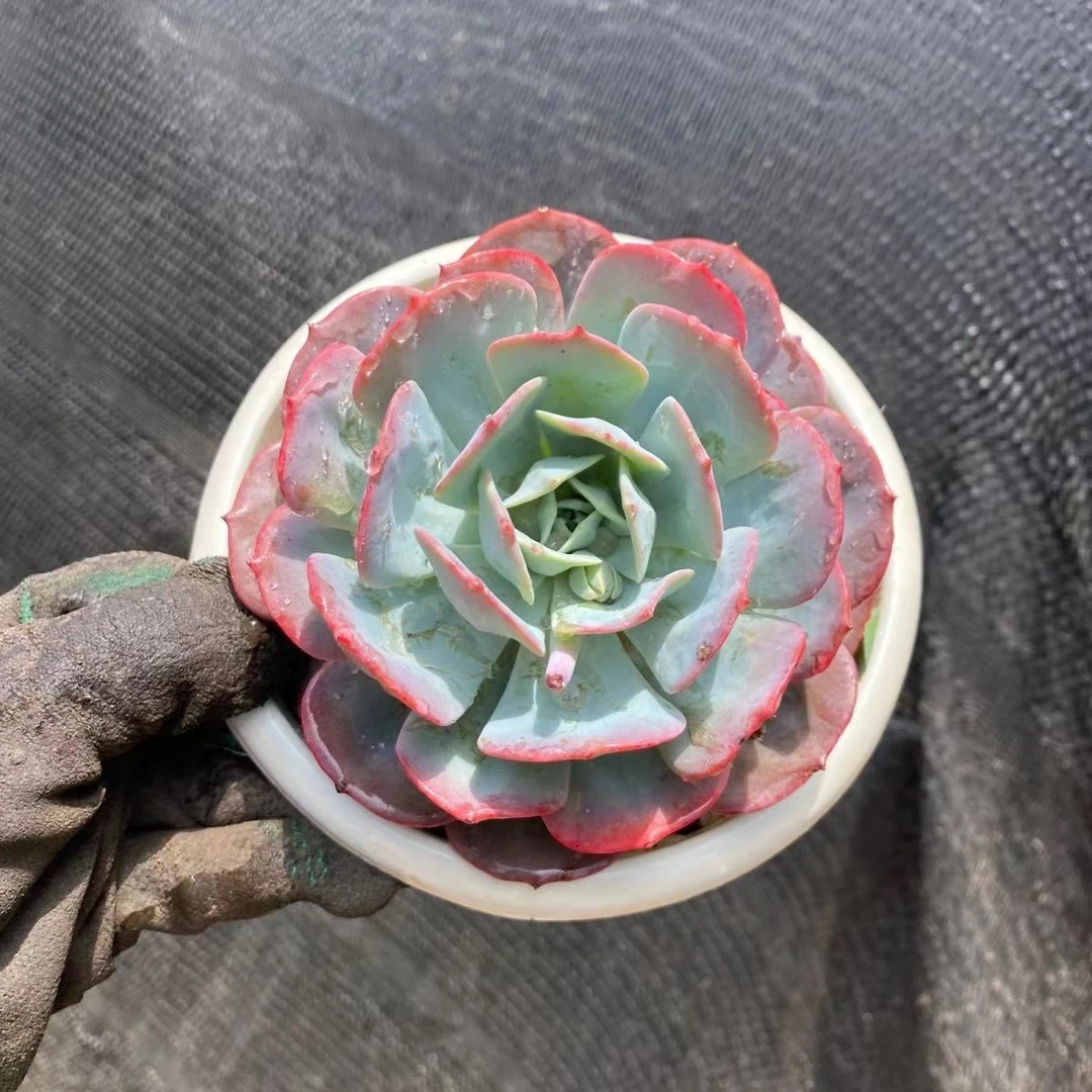 精品小老桩红粉台阁大单头多肉植物精品稀有盆栽下单包邮