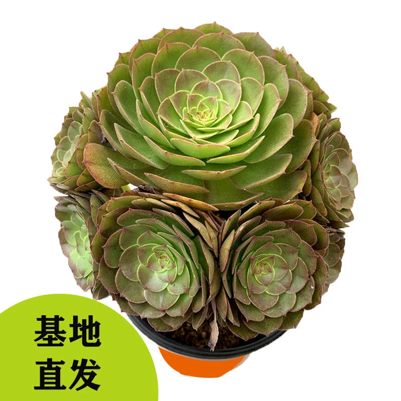 大颗好养万圣节法师老桩多肉植物精品阳台美观净化空气盆栽绿植花