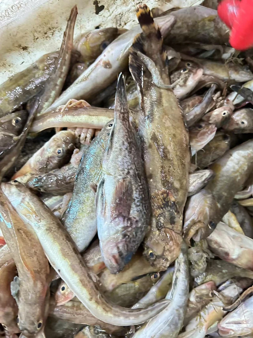 大连旅顺野生杂瓣鱼黄黑鱼海鲶鱼偏多，顺丰冷链包邮