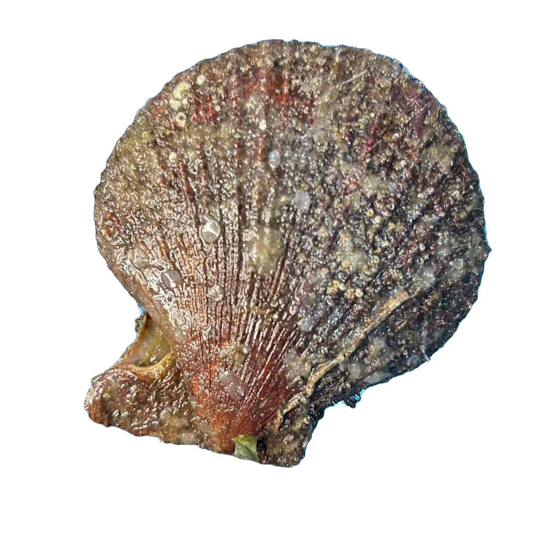 大连旅顺柏岚子村野生扇贝 1斤10个头 3斤一份顺丰包邮