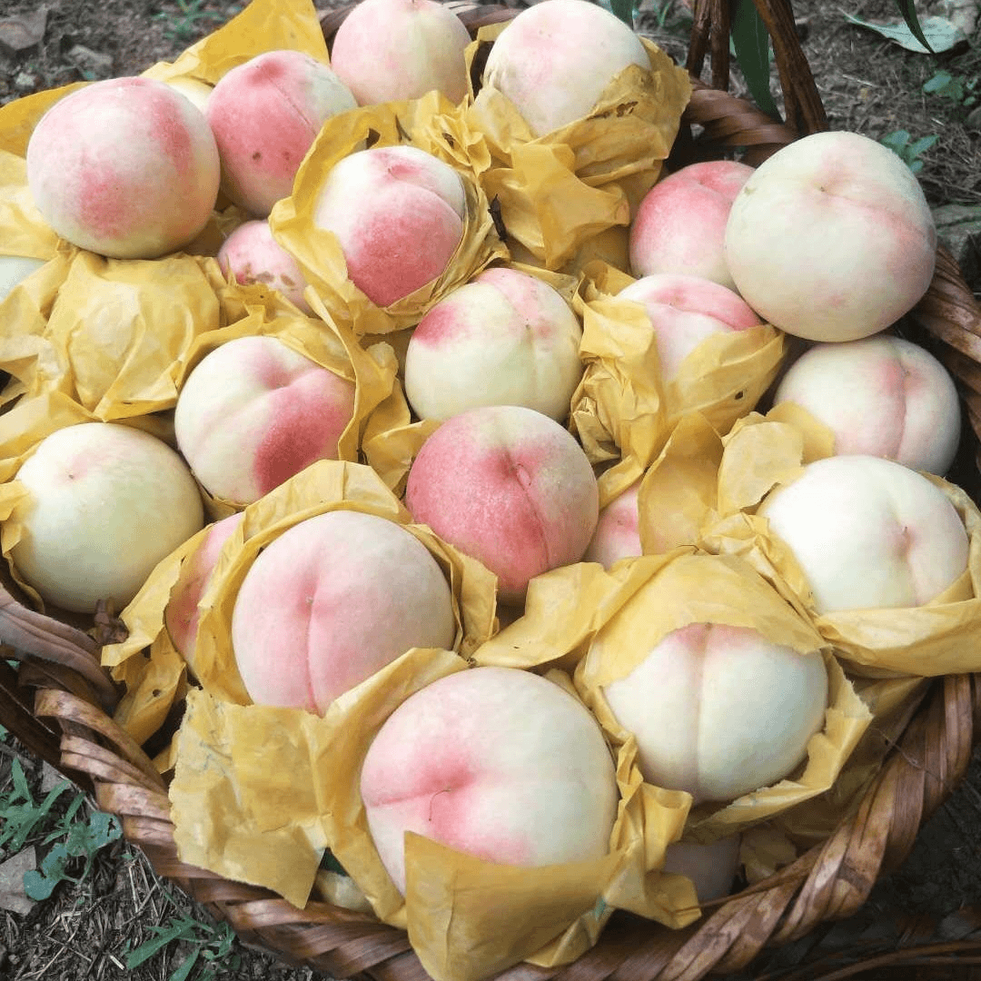 奉化水蜜桃【3斤装】