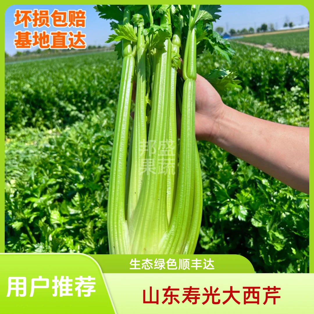 山东寿光榨汁水果大西芹农家生态种植绿色蔬菜产地直发顺丰快递