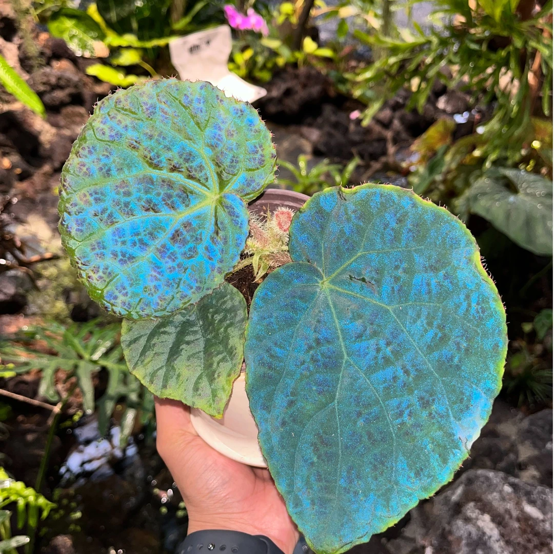 秋海棠室内绿植 ins风网红植物好养热植观叶植物