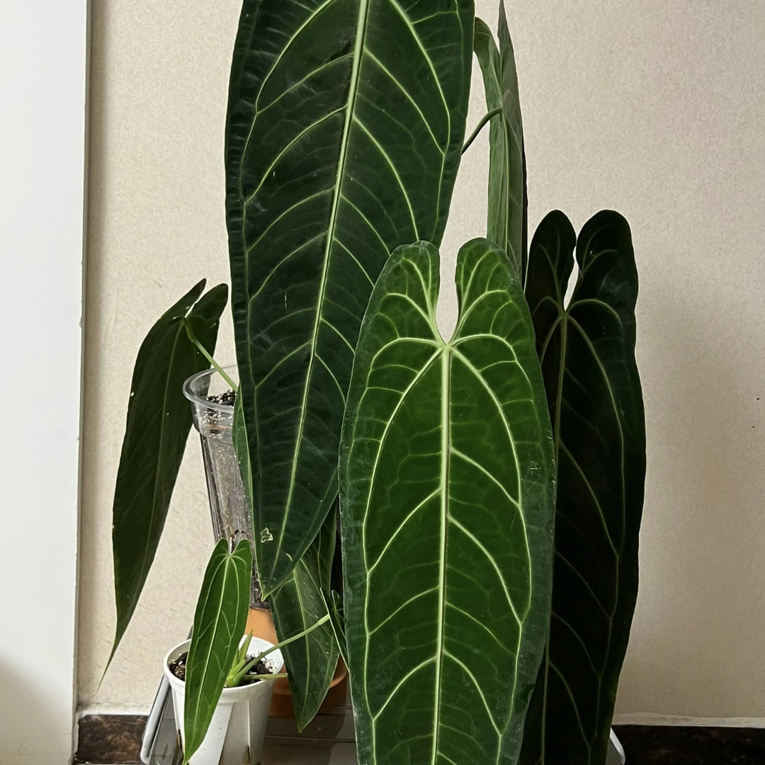 ［火鹤后花烛］高端网红绿植ins 风