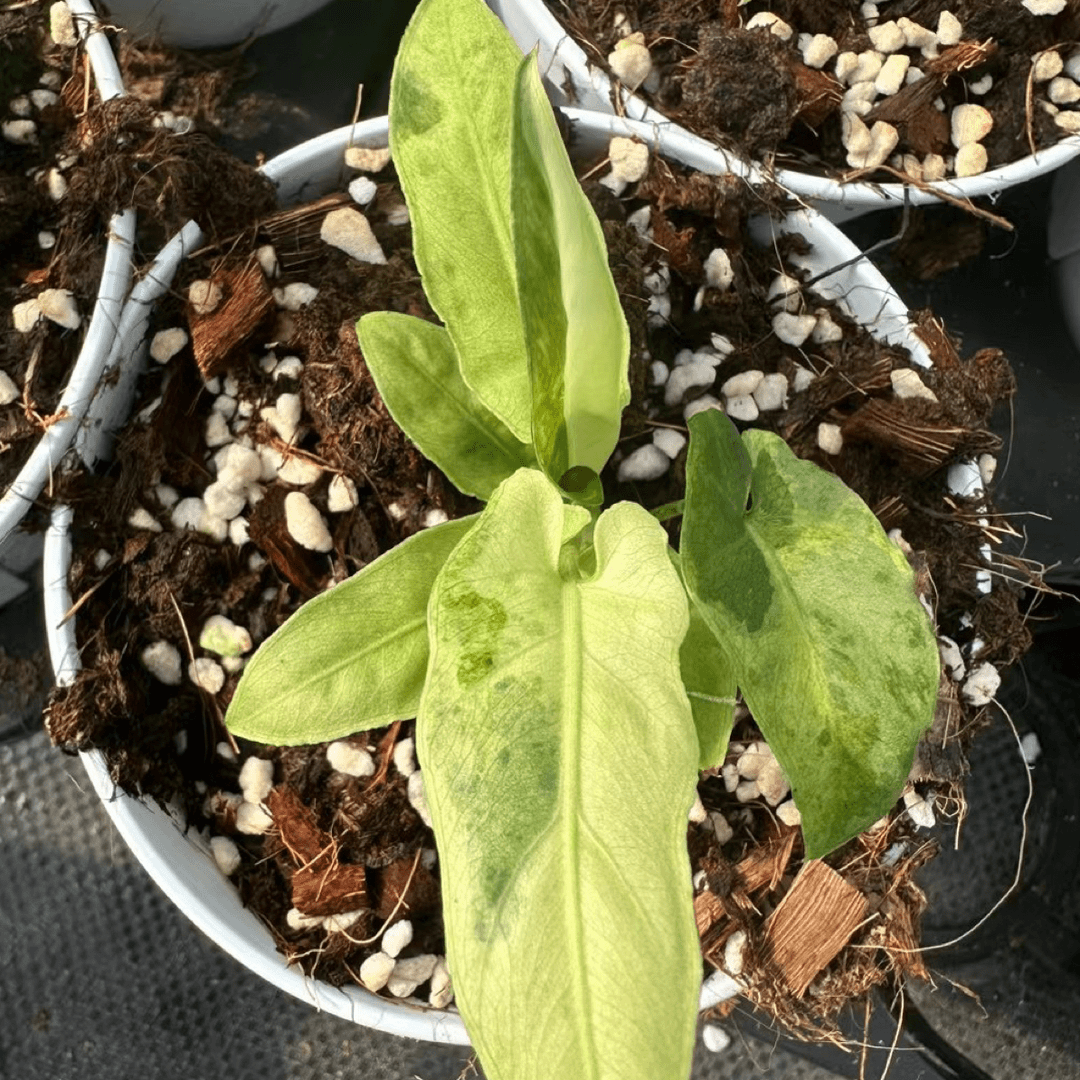 120盆［紫背箭叶锦］高端网红绿植ins 风好养懒人花卉