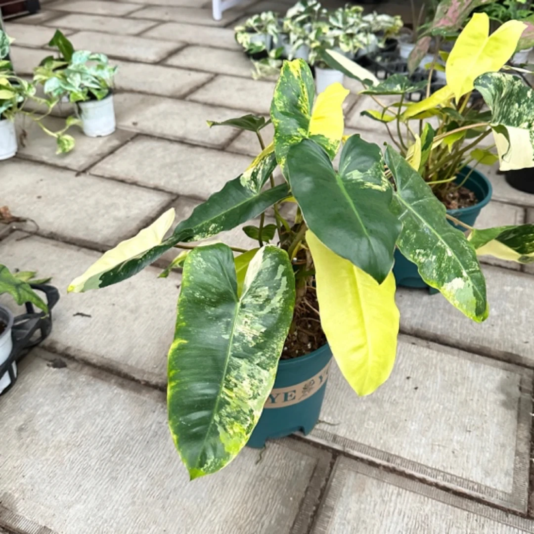 ［伯乐锦］一物一拍，高端网红绿植ins 风