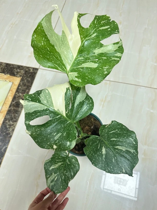 极密洒金龟背竹（联系客服实拍） 网红热植高端绿植