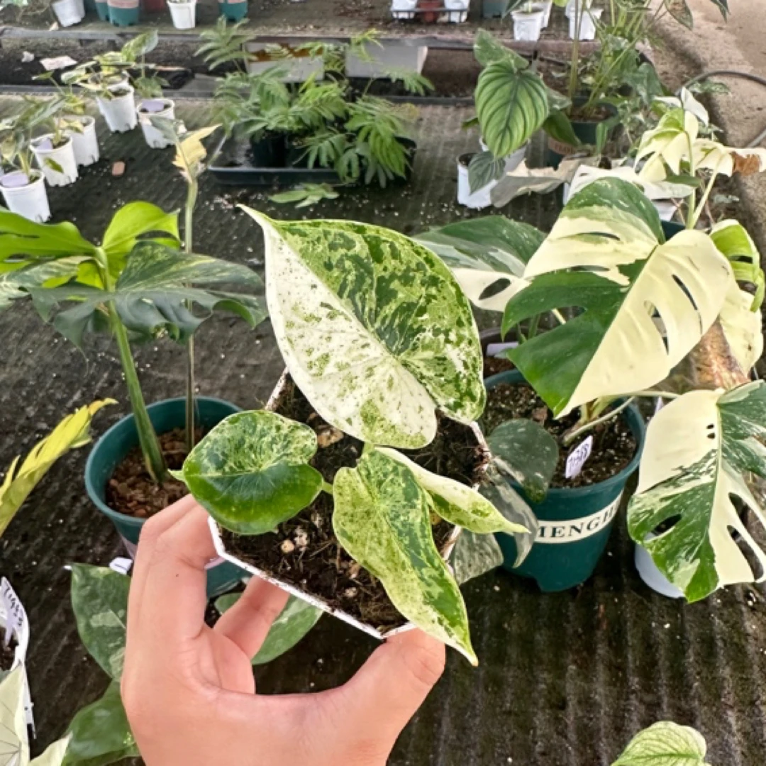 ［薄荷龙鳞海芋锦］网红热植高端绿植