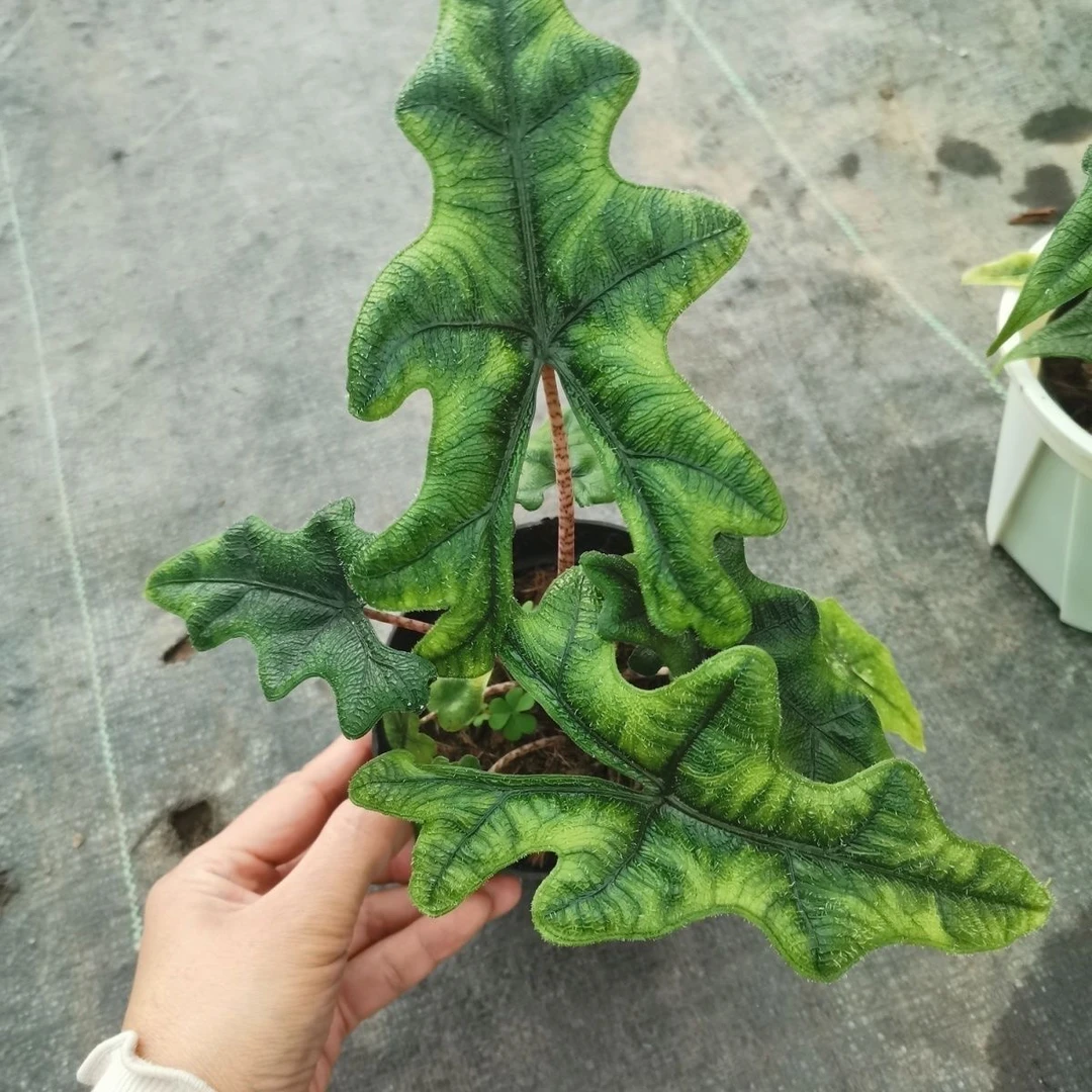 ［杰克琳海芋］（不包叶损）高端网红绿植ins 风好养懒人花卉热植