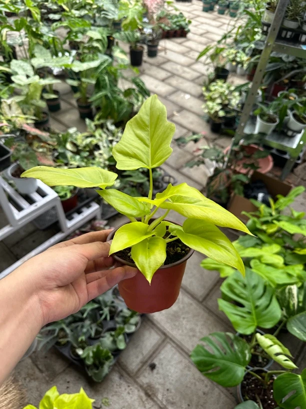 ［黄金春雨120盆小苗］高端网红绿植ins 风好养懒人客厅可水培