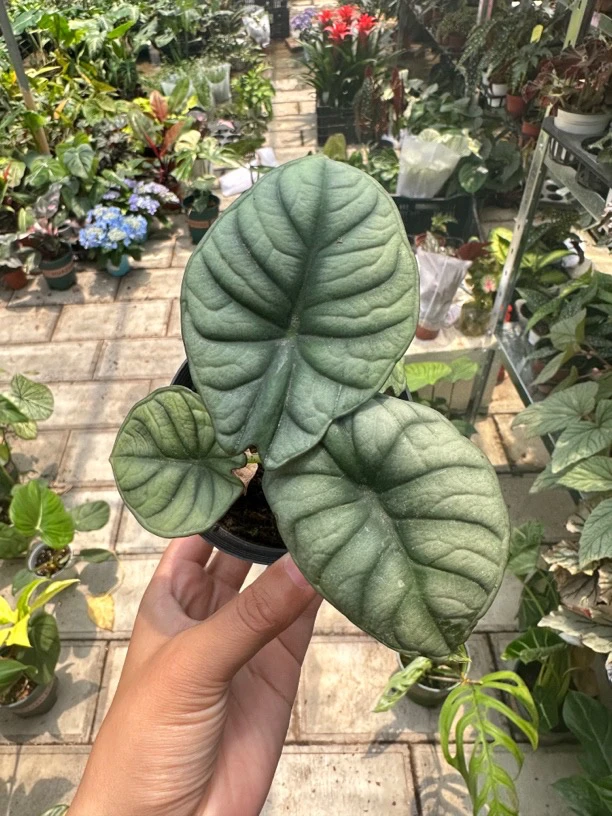 ［星云海芋］高端网红绿植ins 风好养懒人花卉办公室客厅热植