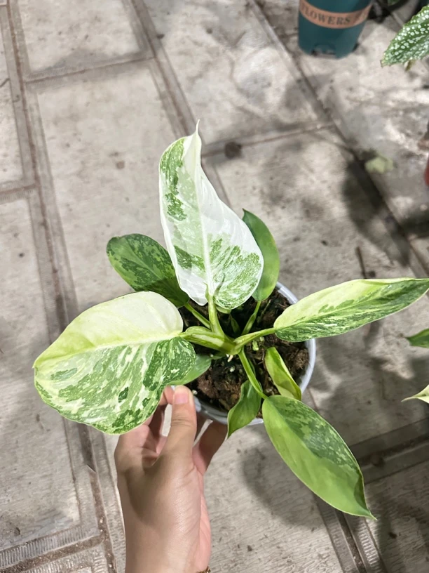 【星河布诺蔓绿绒】网红热植绿植盆栽观叶