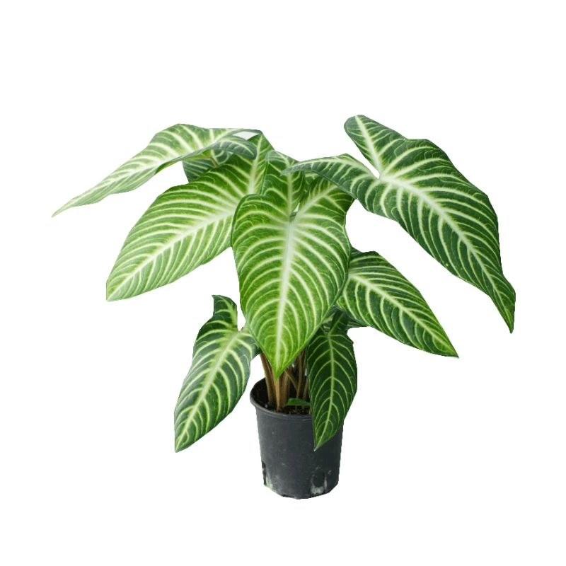 ［乳脉千年芋］高端网红绿植ins 风好养懒人花卉办公室客厅植物