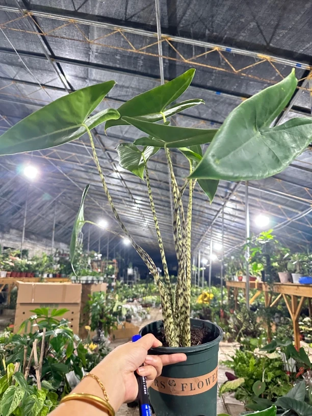 【虎斑海芋】网红热植高端绿植ins风