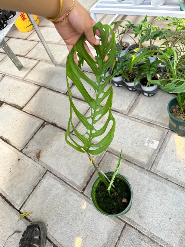 ［ME巨洞龟背竹］ 热植高端绿植ins风