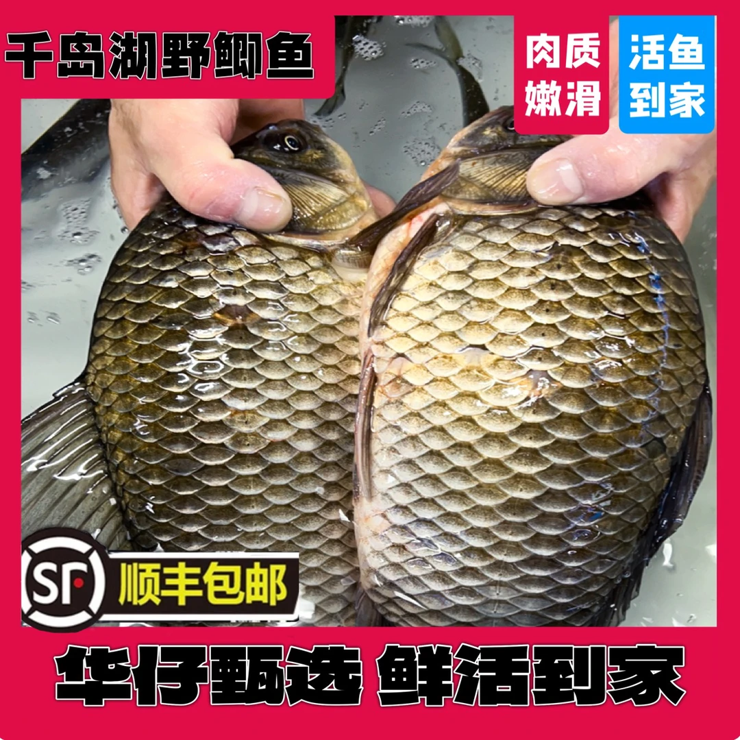 【華仔特推】杭州千岛湖渔民捕获土鲫鱼规格3两到1斤(5斤起包邮)