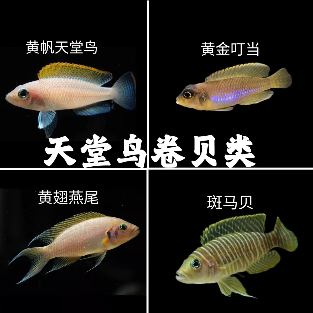 三湖慈鲷坦鲷 黄帆天堂鸟 钻石贝 卷贝斑马贝鱼黄金叮当小缸小型