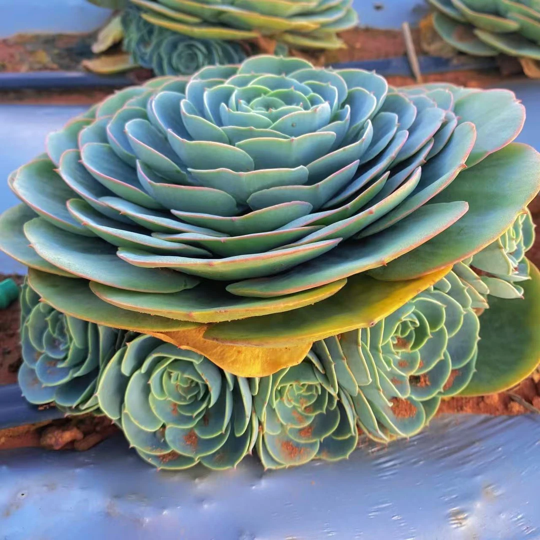 地栽玉蝶主头带崽     葡萄架  多肉植物