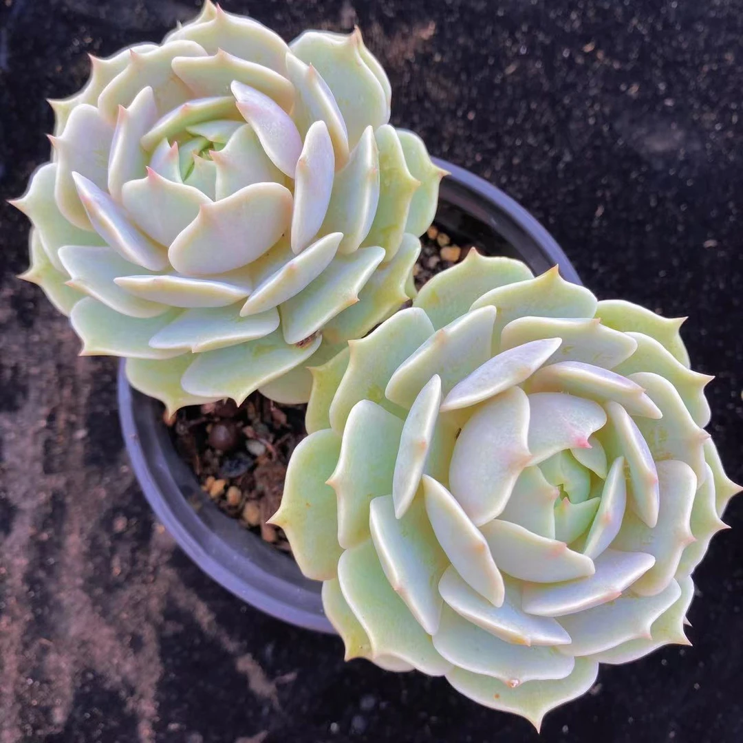 露娜莲双头  多肉植物 主播推荐