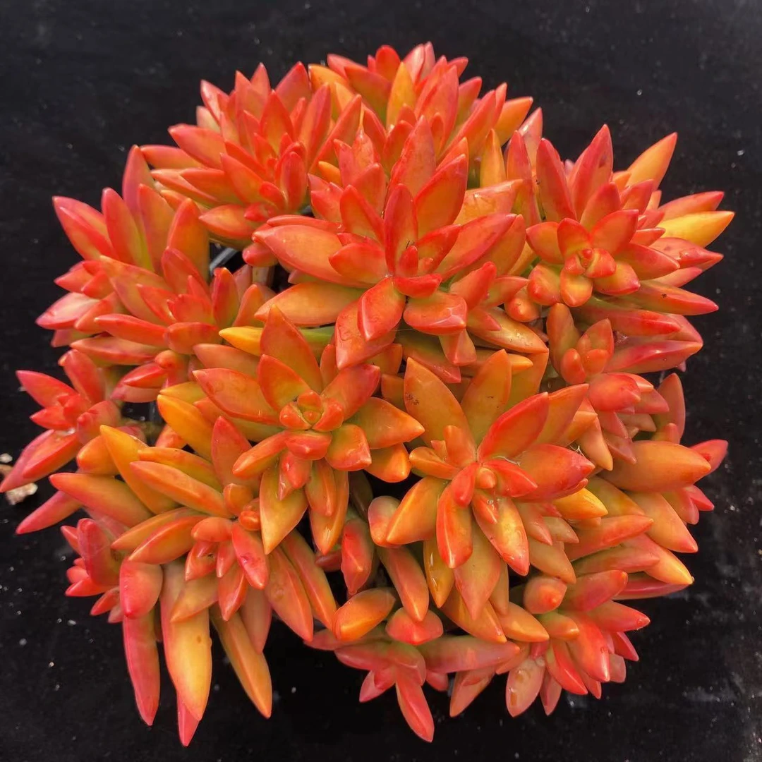 红日 多肉植物  新手好养 颜色漂亮