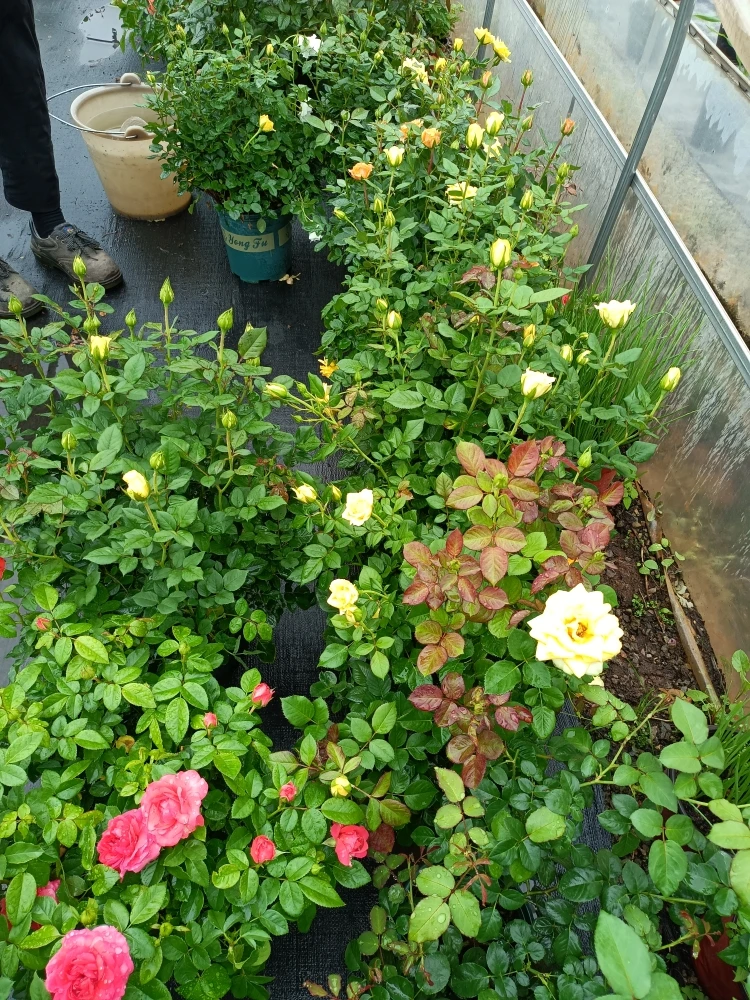 无名花卉月季四季开花多年生灌木