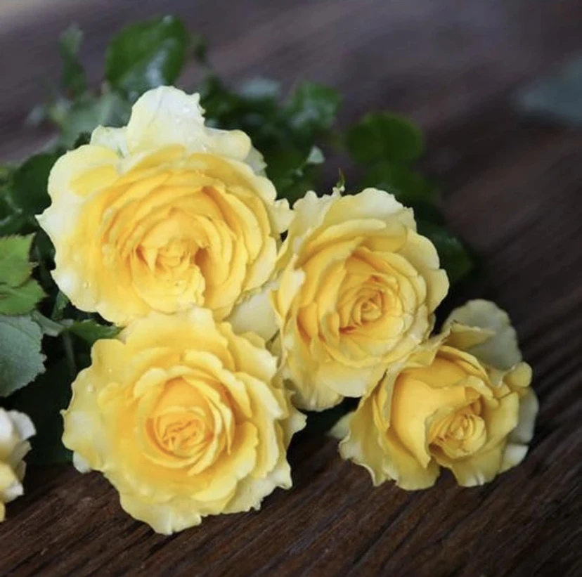 黄金巴比伦月季  四季开花生花卉 多头勤花  阳台地栽盆栽庭院