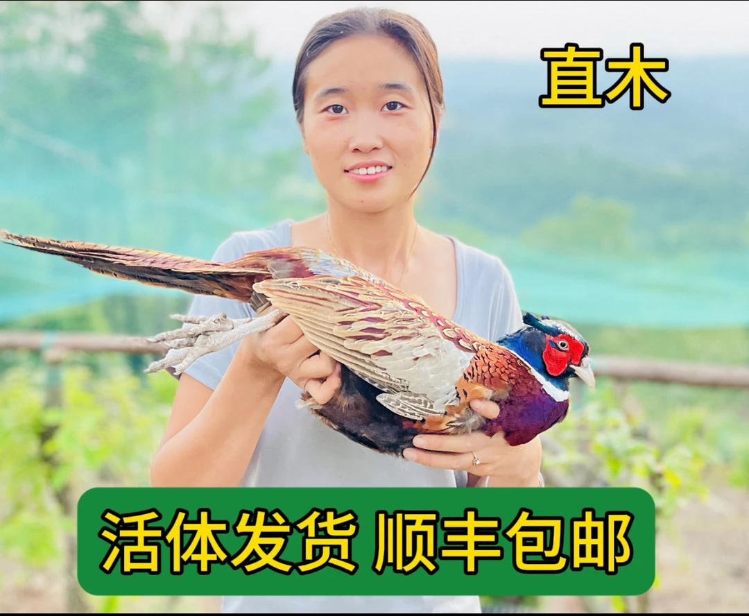 七彩山鸡宠物鸡吃五谷杂粮散养可繁殖顺丰包邮